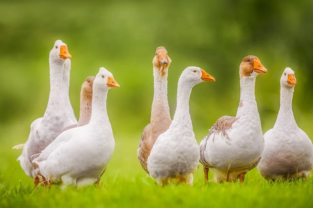 Gänse
