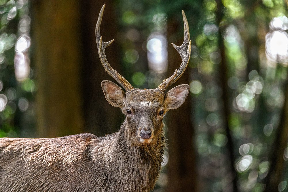 Sika Hirsch