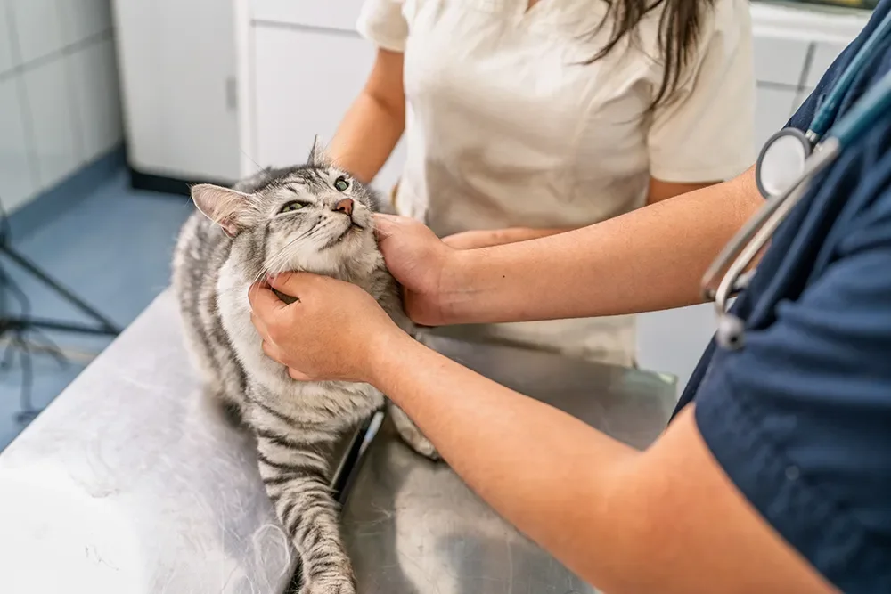 Katze beim Arzt