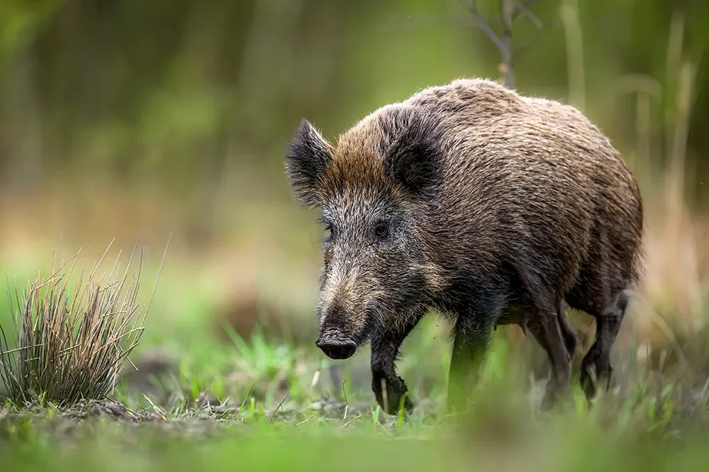 Wildschwein