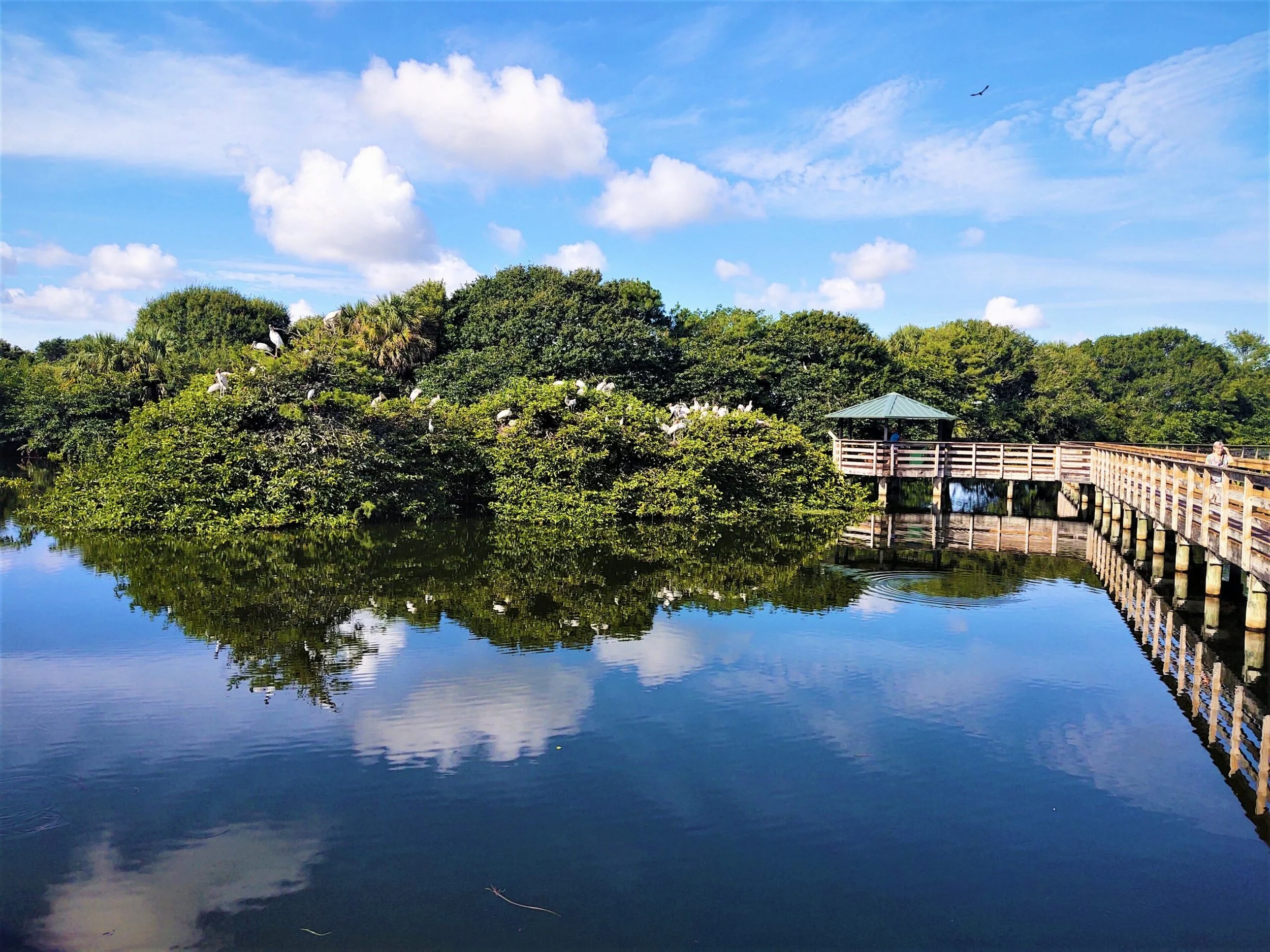 Nature, Birds &amp; Baby Steps at Wakodahatchee