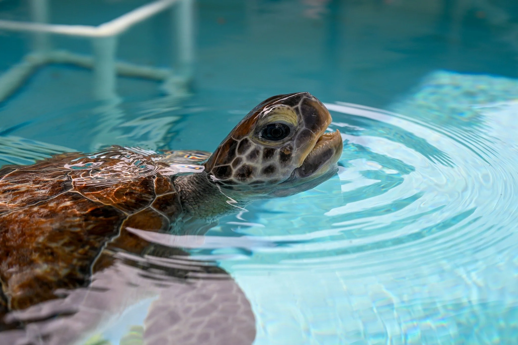 Loggerhead Marine Life Center