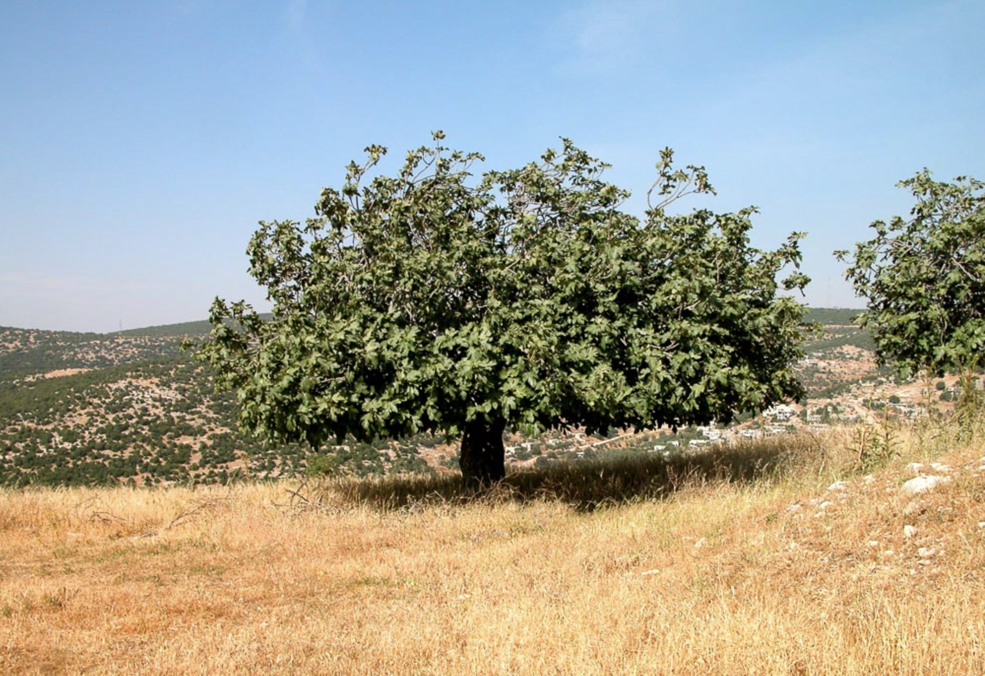 The Significance of Fig Leaves in The Bible: What They Represented Historically and What They Represent Today