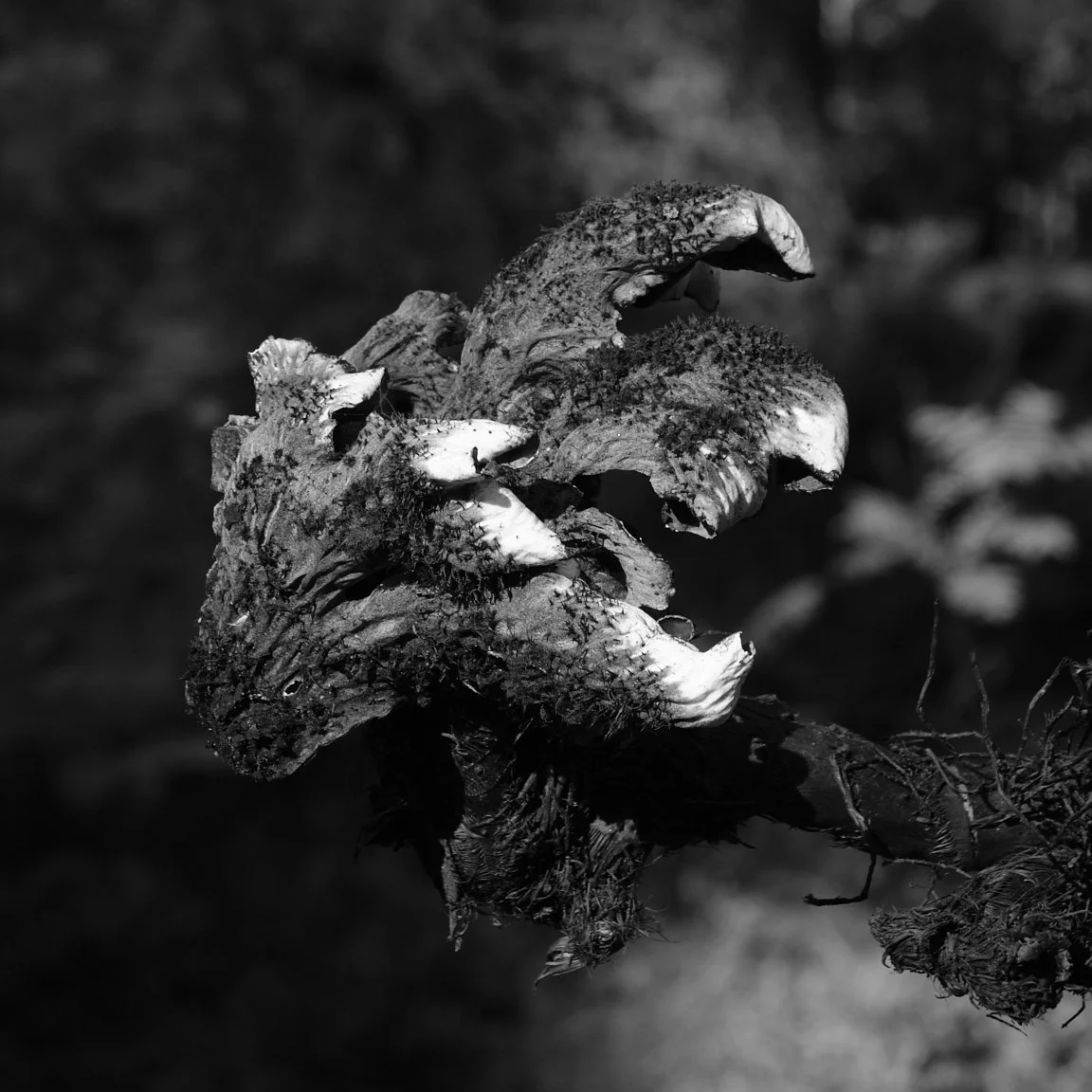 BigumBjorgeVaasa2025_ 5.jpg