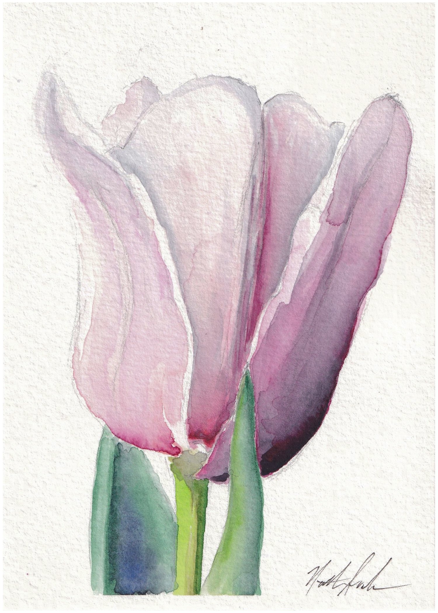 Tulip.jpeg