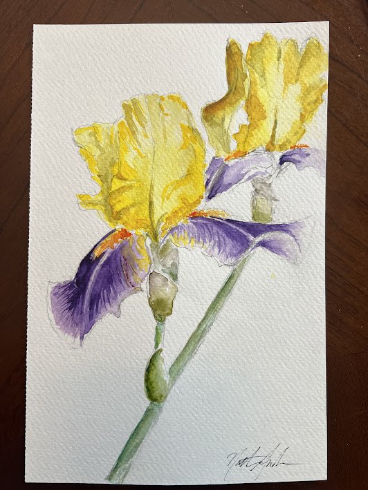 Iris_purpyellow.jpeg