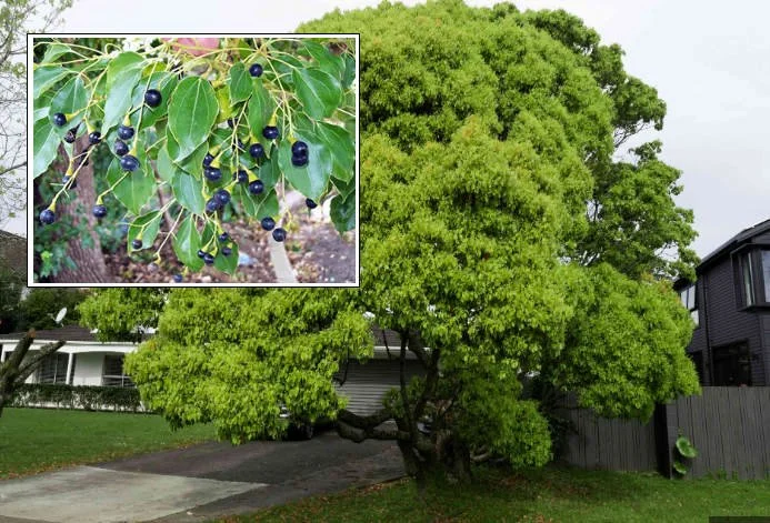 Invasive Camphor Tree Sarasota