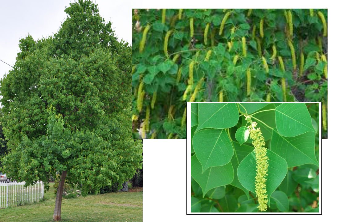 Chinese Tallow Tree