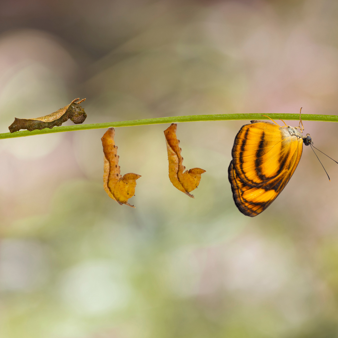 Holding On or Moving Forward? Understanding Resistance in Councils