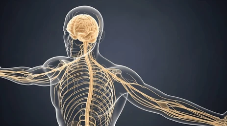 Medical illustration of a human nervous system highlighting the brain and spinal cord.