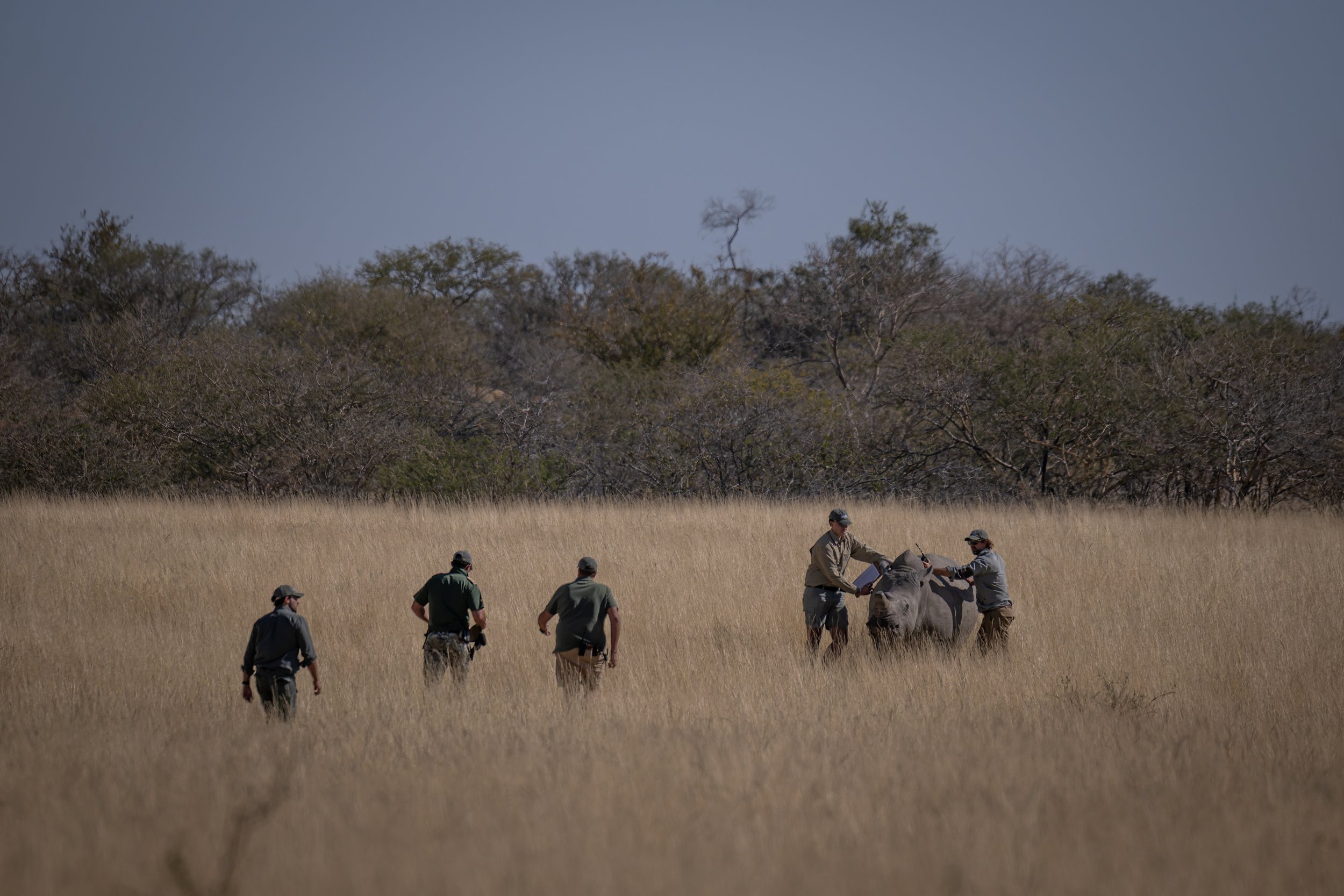 2025_Namibia_Rhino_02586-DxO_DeepPRIME XD2s_XD.jpg