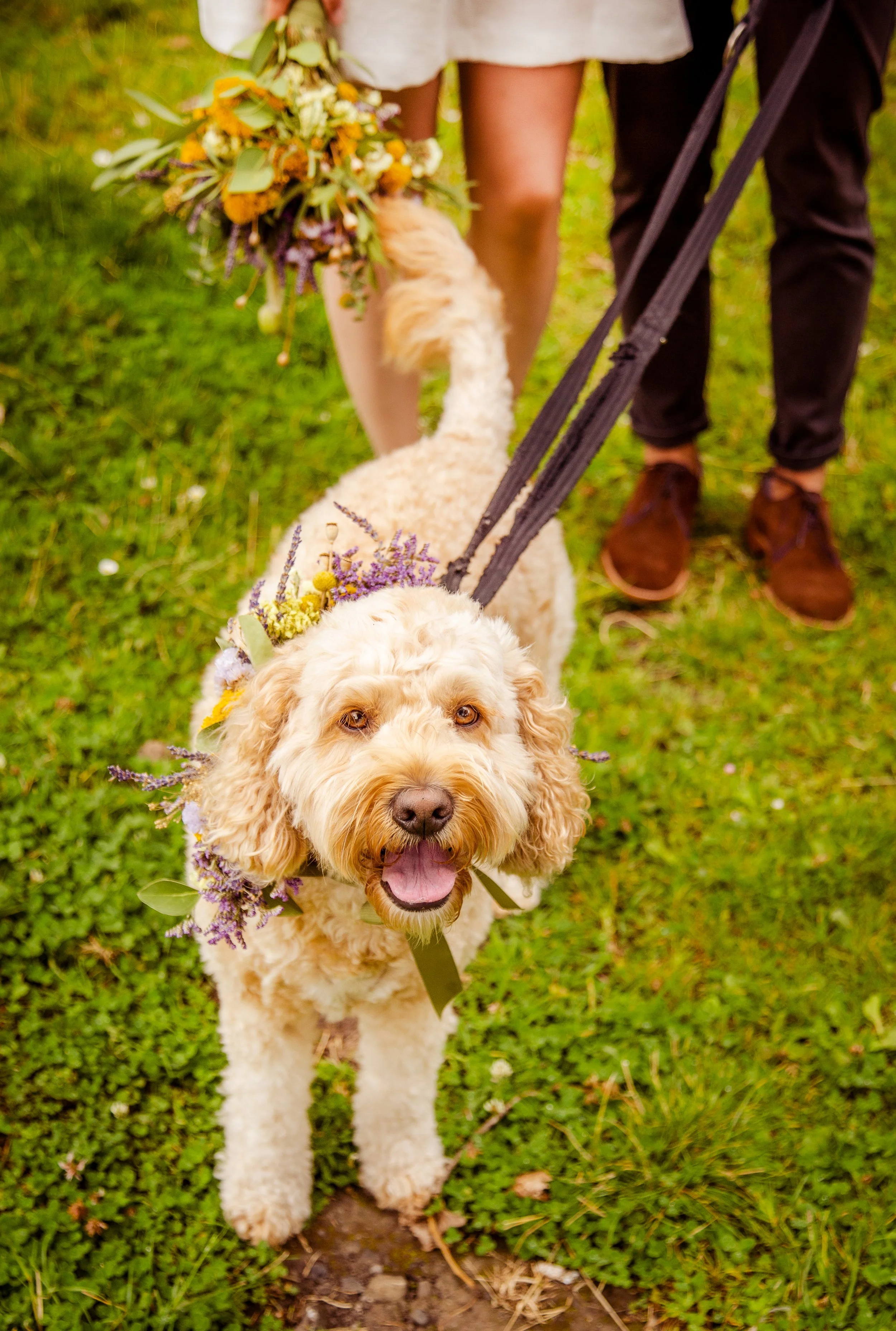 A curly-haired dog with a floral wreath around its neck, standing outdoors on a grassy trail, with a person holding its leash and a bouquet of flowers in the background.