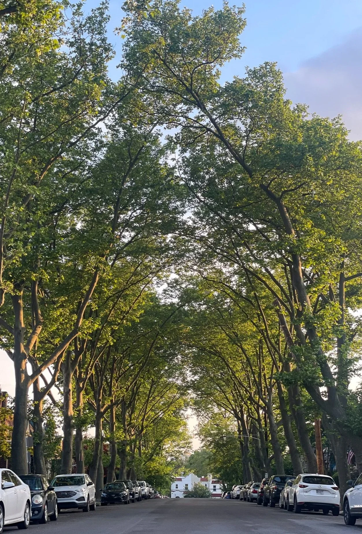 A tree-lined street with cars parked along both sides, forming a canopy of green leaves overhead, in a suburban neighborhood.