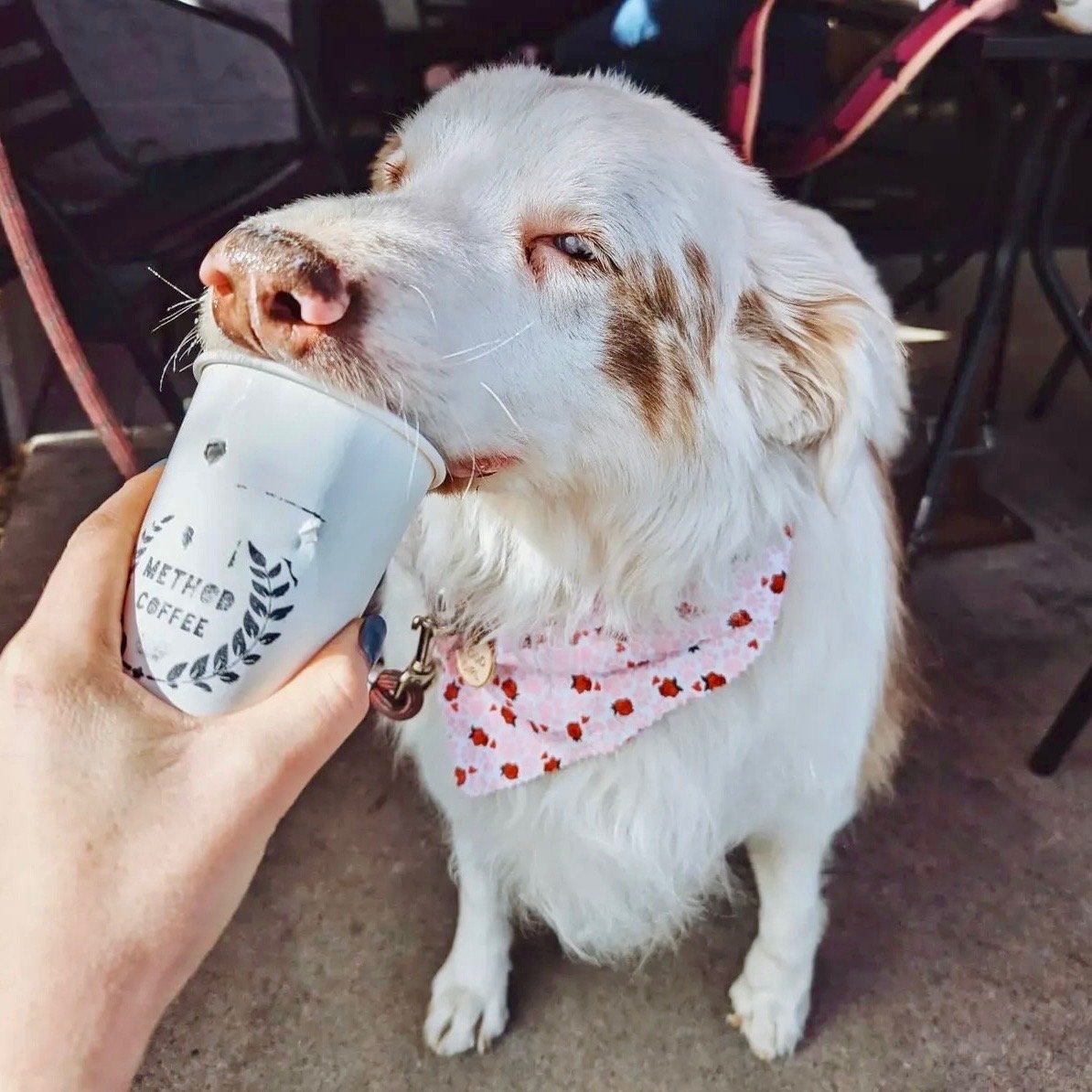 A white dog with brown spots wearing a red and white bandana, licking a paper coffee cup held by a person's hand. The setting appears to be outdoors with chairs in the background.
