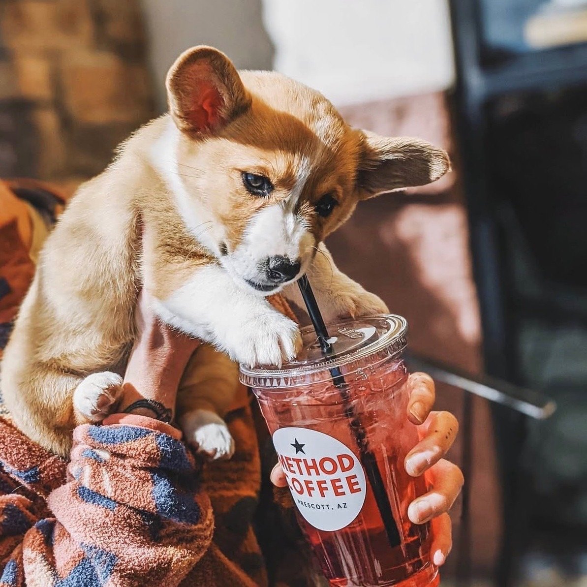 A puppy drinking a pink-colored iced beverage through a straw from a clear plastic cup labeled 'Method Coffee Prescott AZ.'