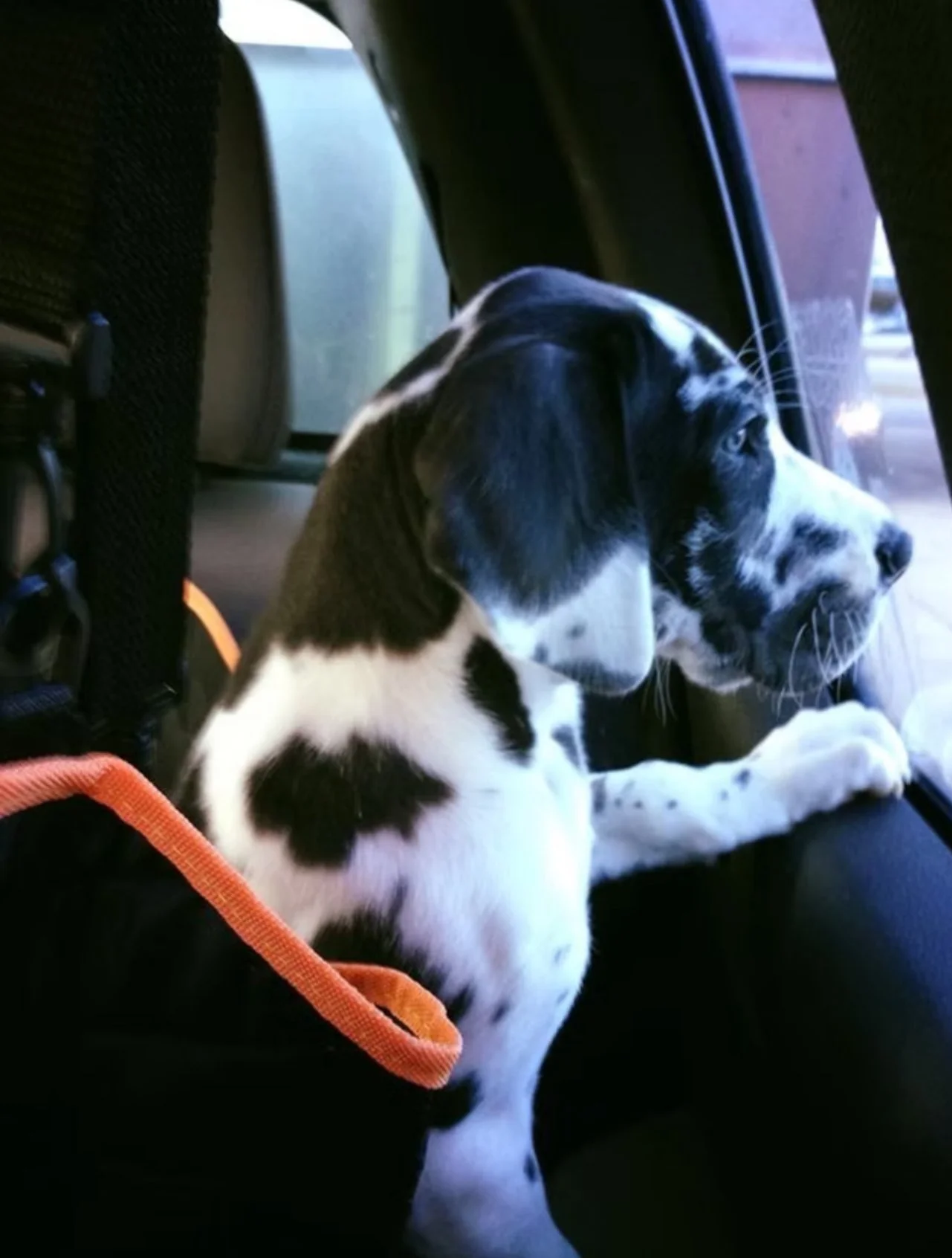 Great Dane Puppy on an adventure looking out the window while on during transport