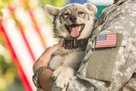 Soldier holding a smiling dog, with American flag patch