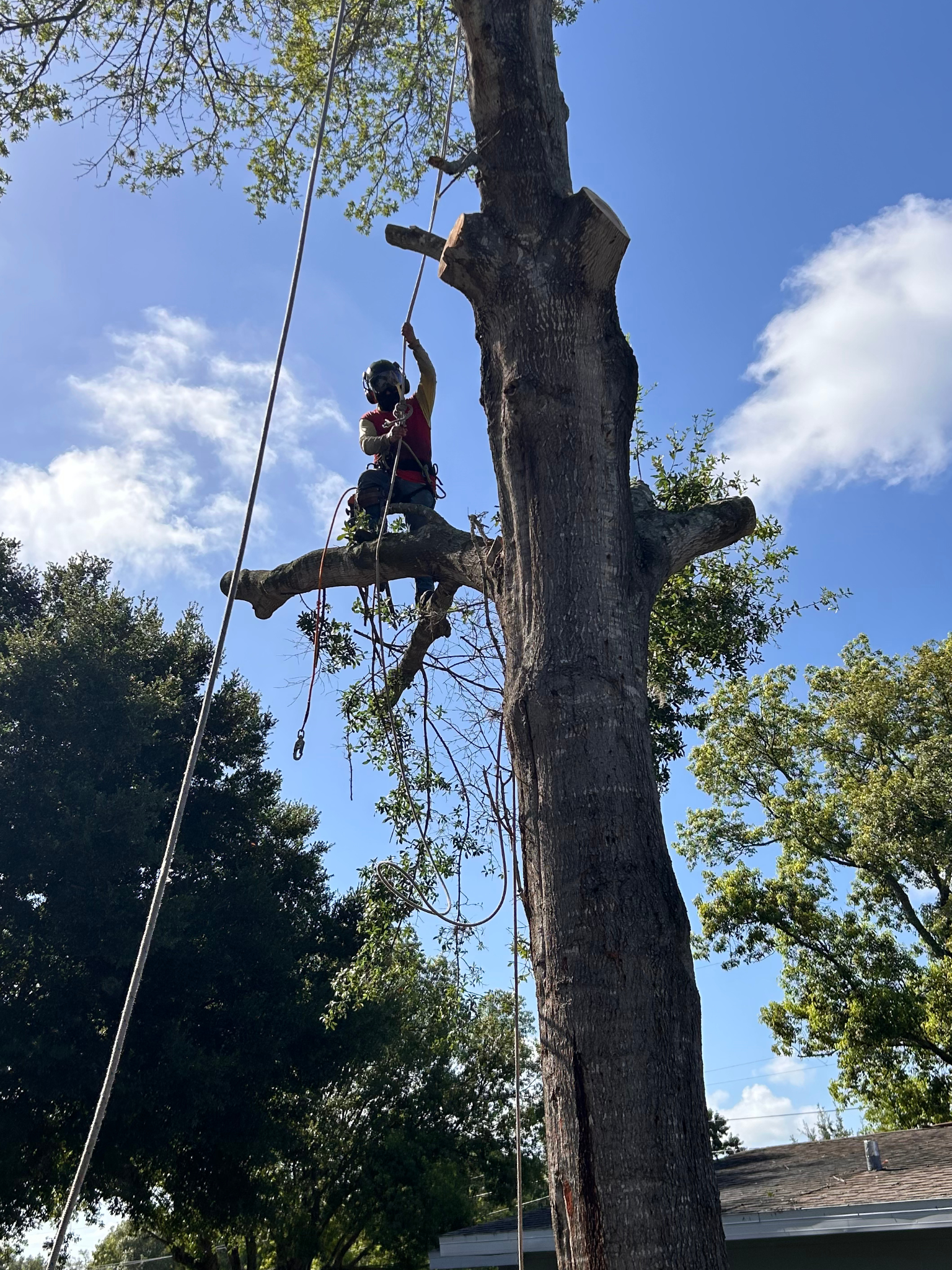 TreeTrimming3.png