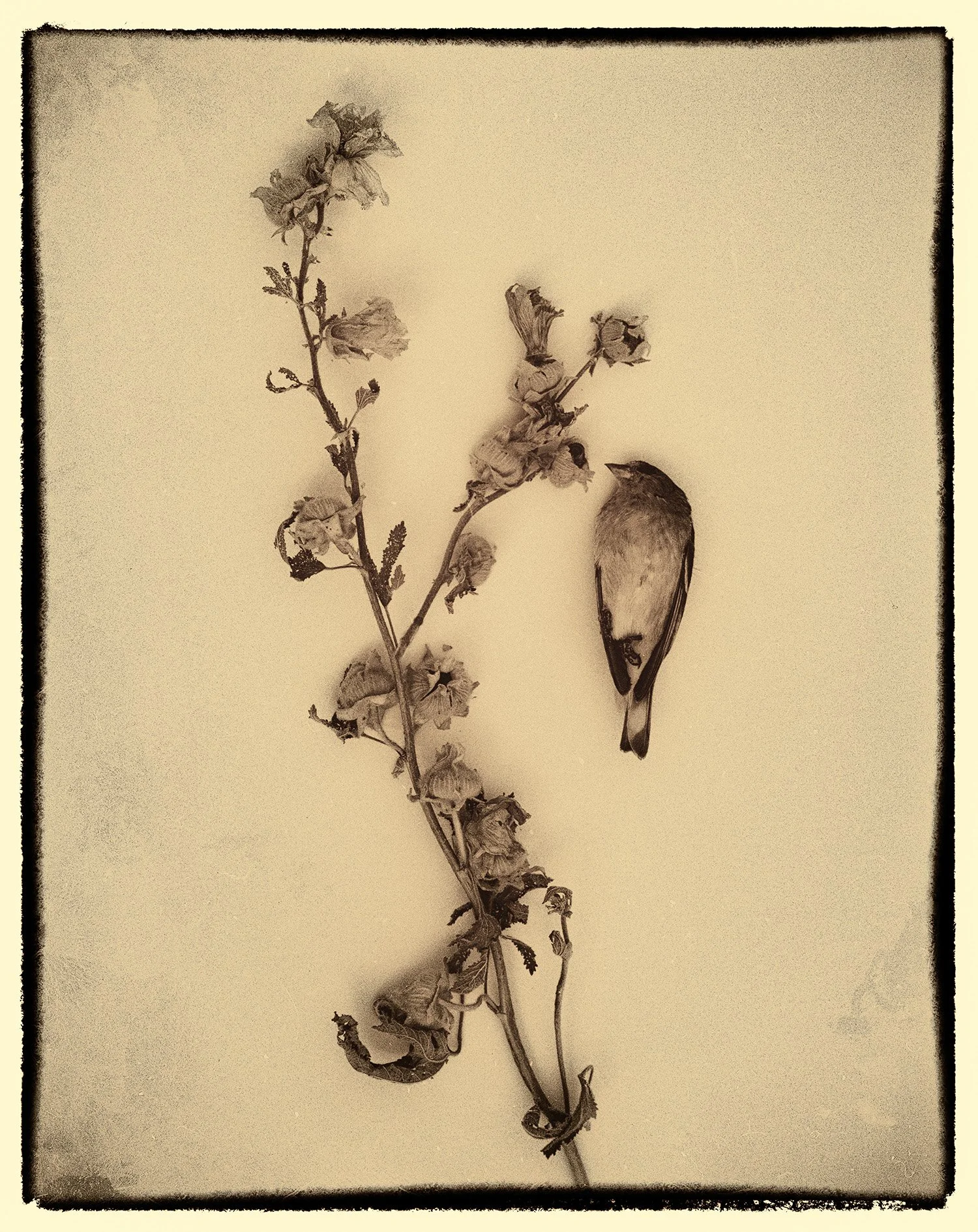 Karen Kirkpatrick