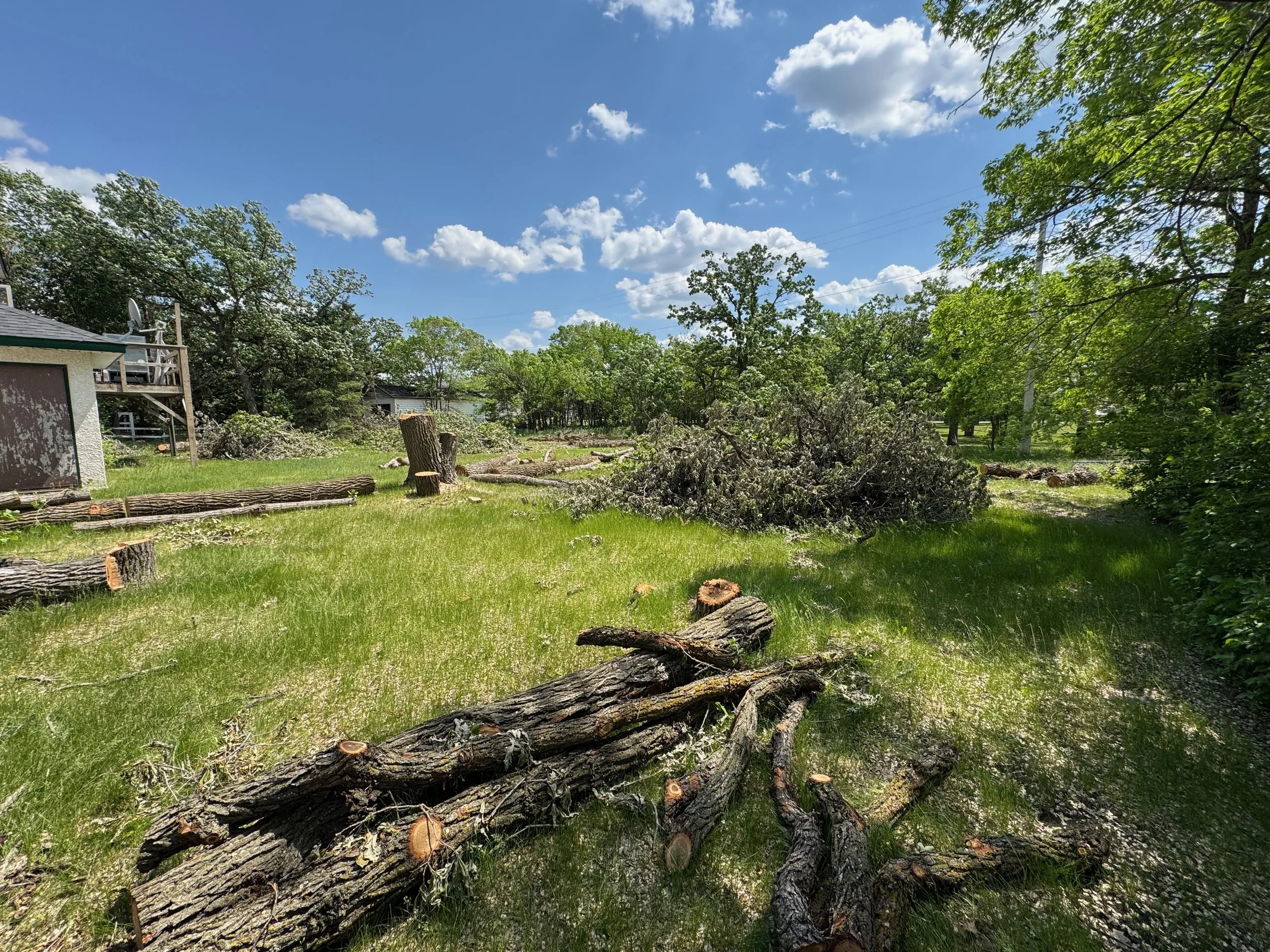 Tree removal and hauling to clean up for a new apartment building 