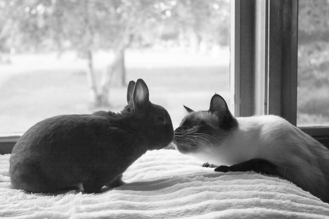 Chewie and Miette.jpg