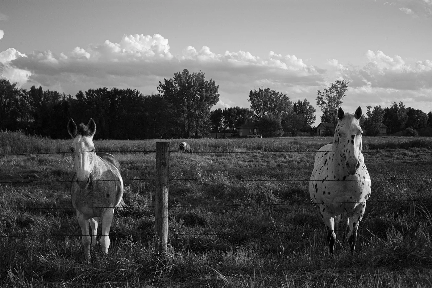Horses.jpg