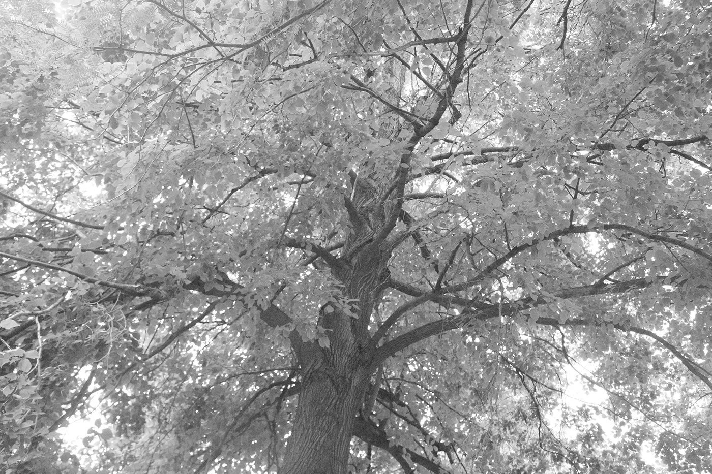 Tree.jpg