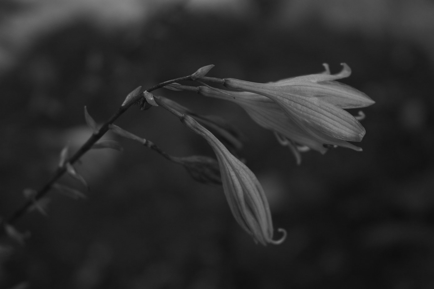 Flowers.jpg