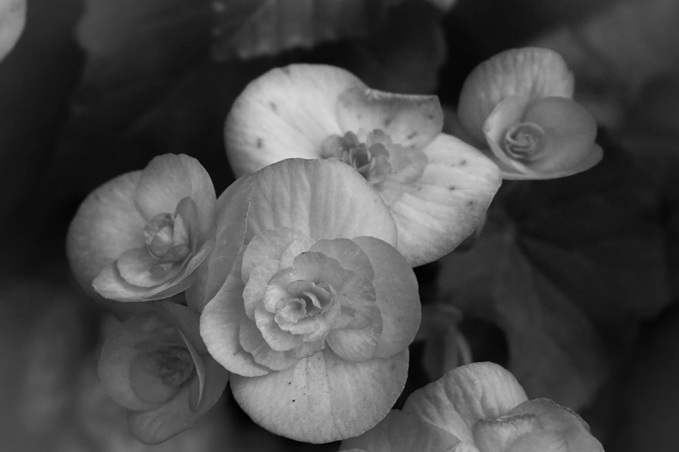 Flowers 3.jpg