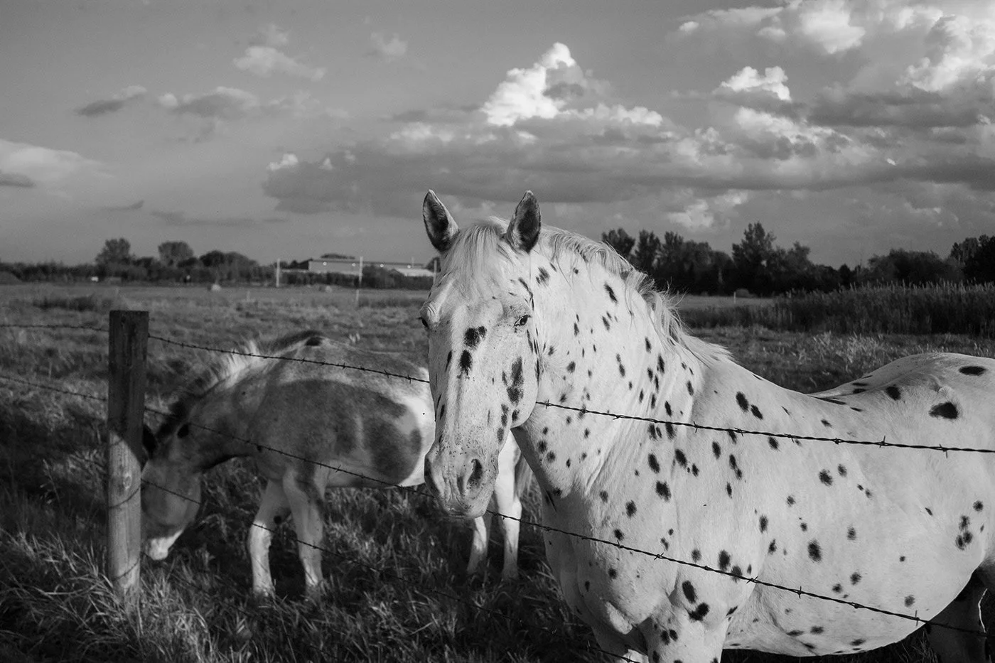 Horses 2.jpg