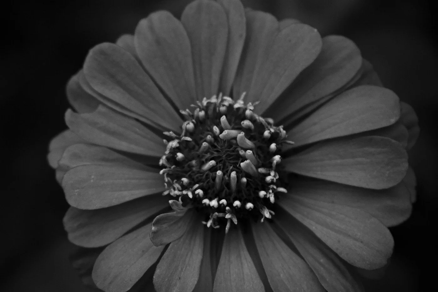 Flowers 4.jpg