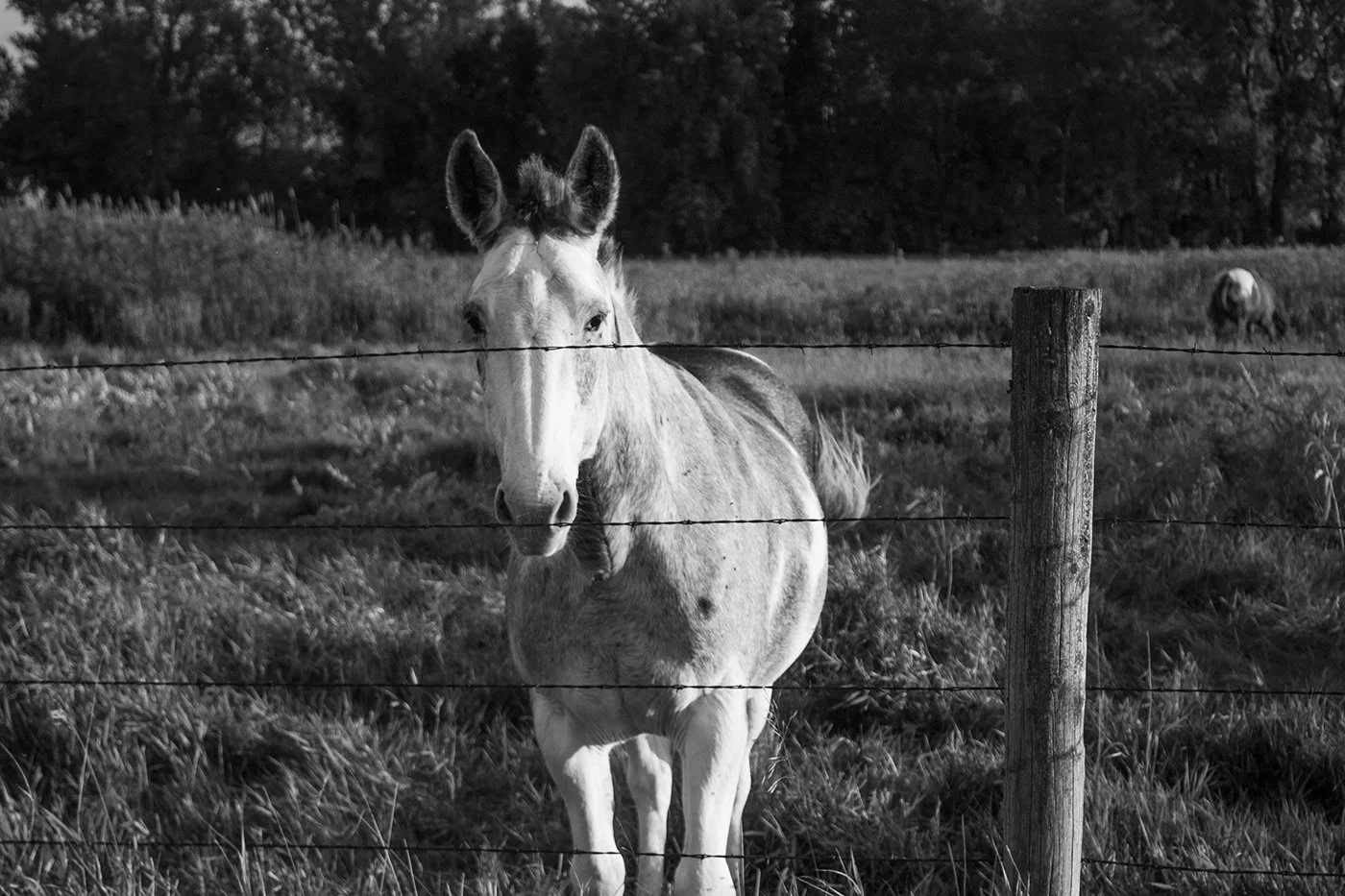 Horse 3.jpg