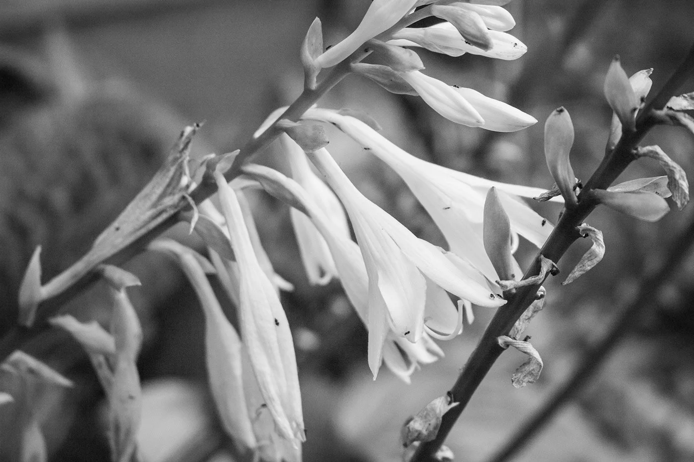 Flowers 2.jpg