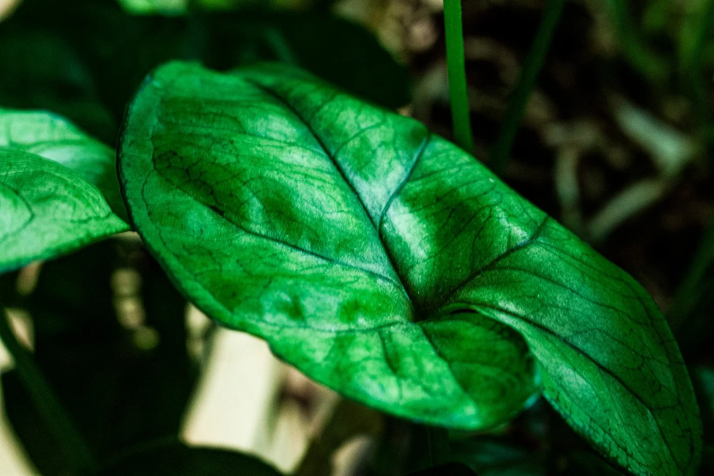 Leaf.jpg