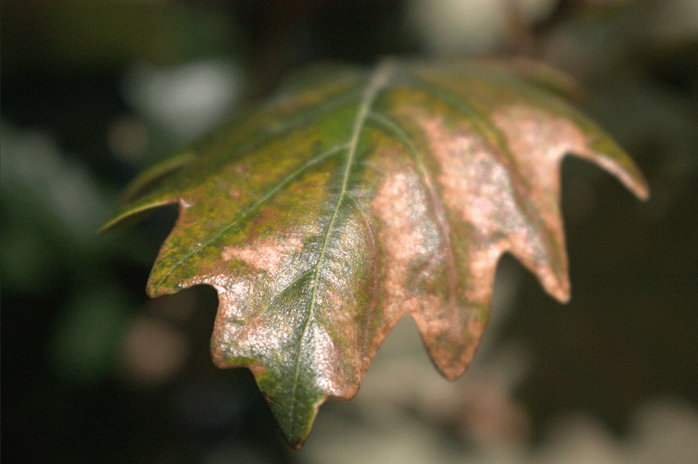 Leaf 2.png