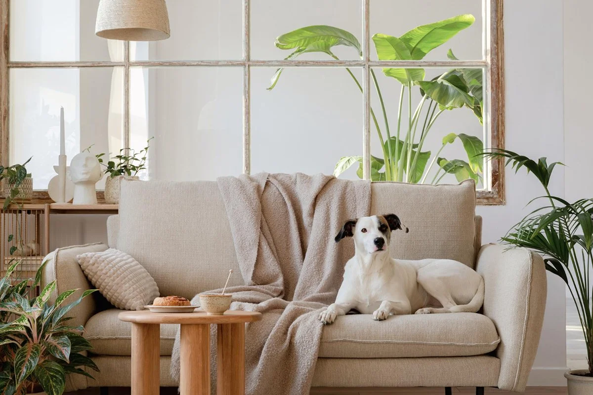 The Chicago Pet Owner's Guide to Keeping a Clean Home