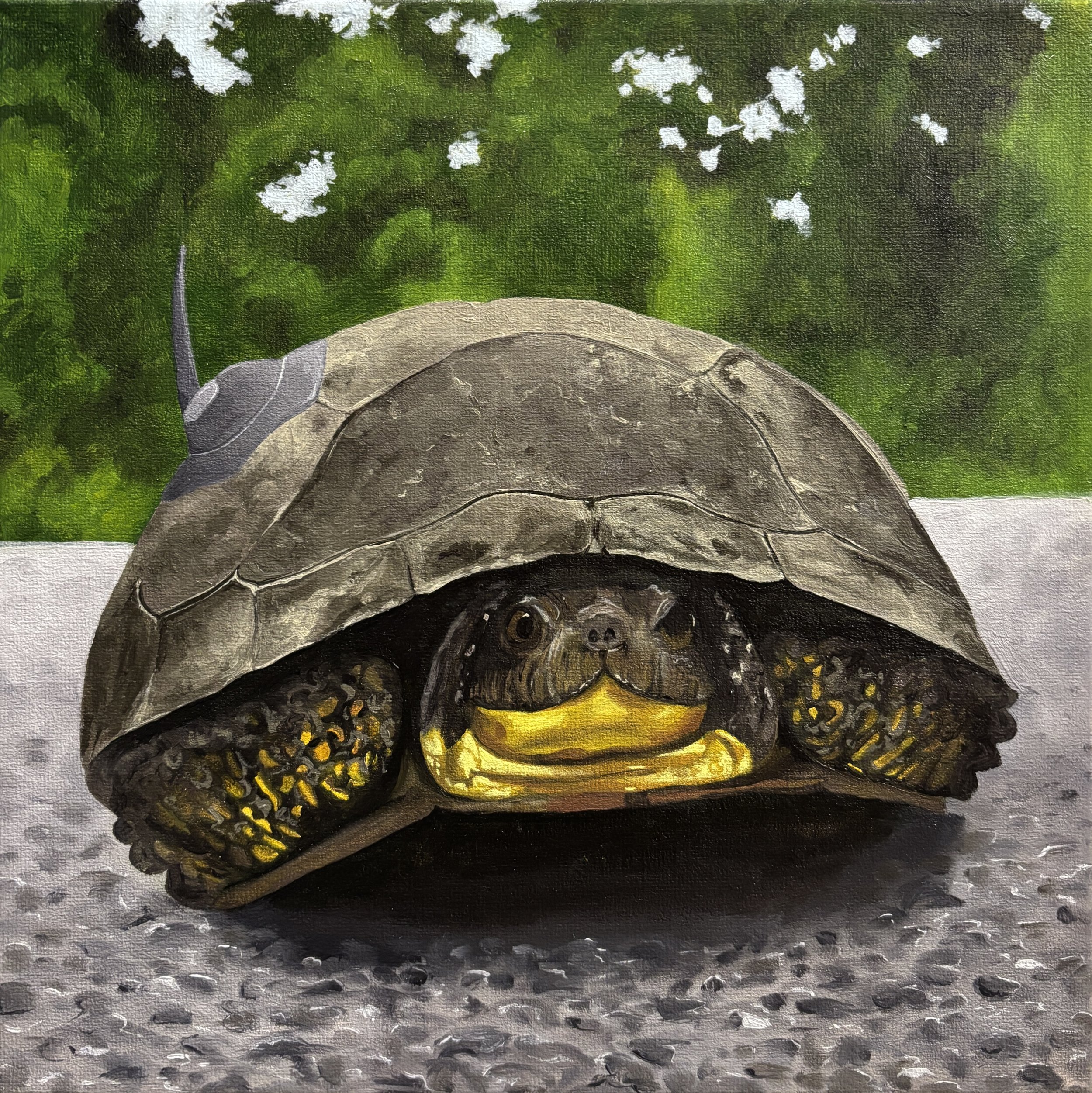 Blanding's Turtle   10x10", oil on canvas, 2026   $375