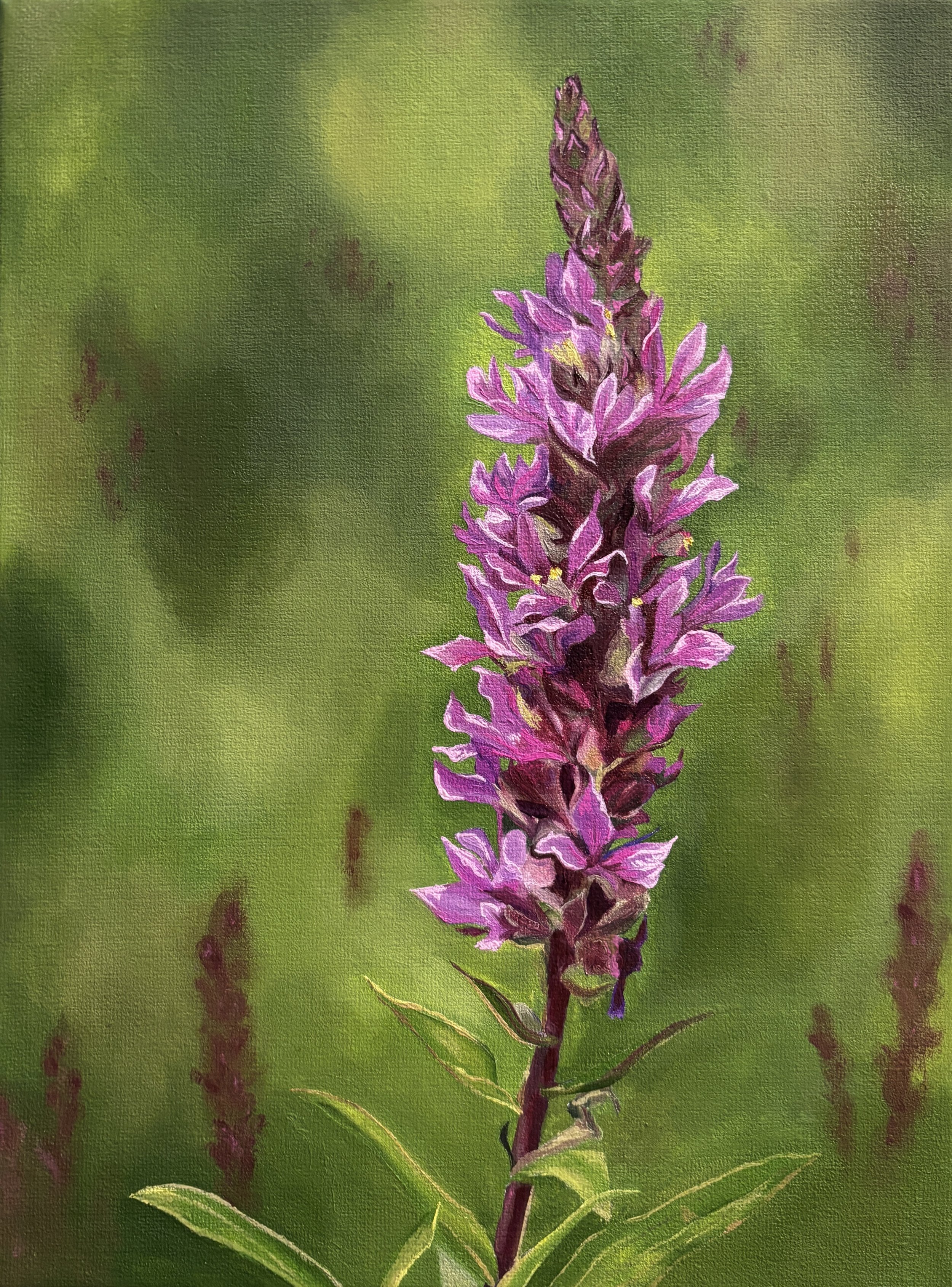 Purple Loosestrife   9x12", oil on canvas, 2026   $375