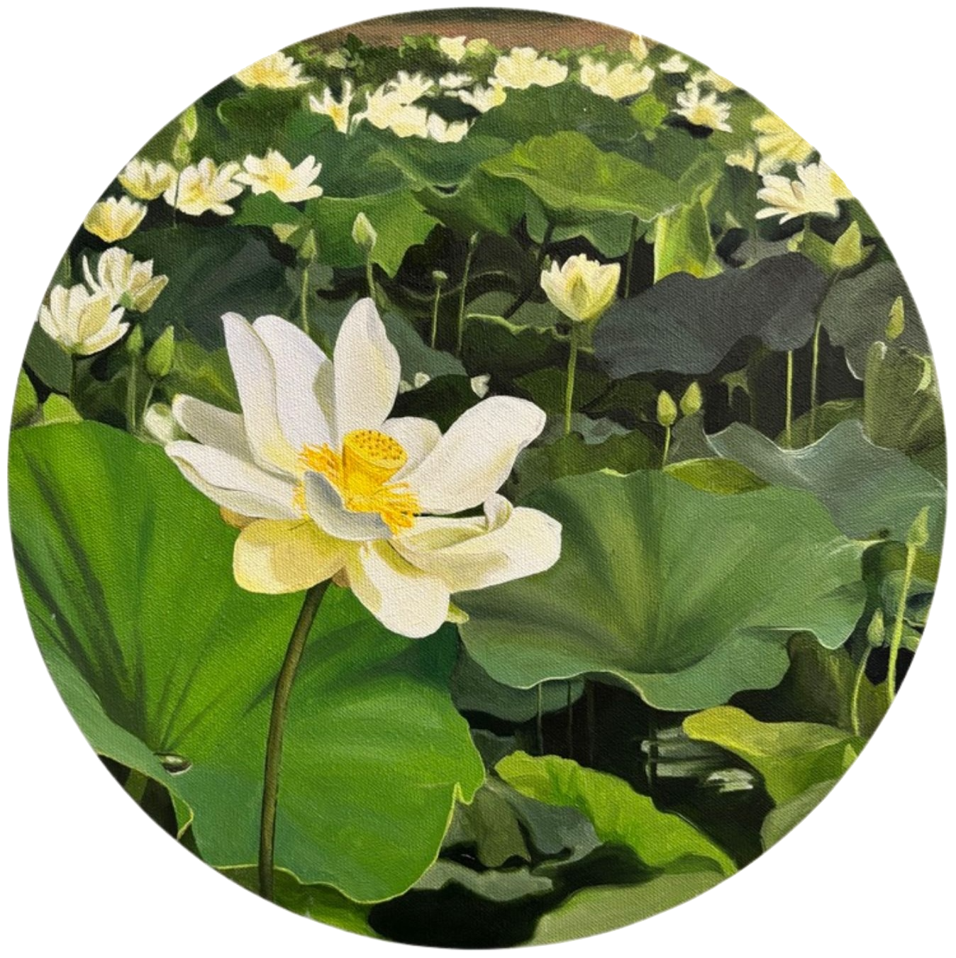American Lotus   12" diameter, oil on canvas, 2026   $400