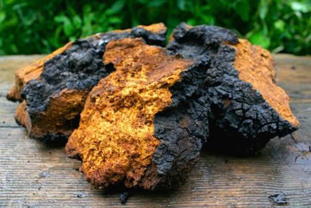 chaga.jpg