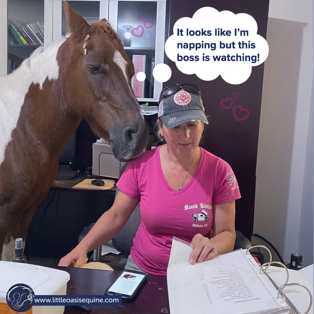 #flashbackthursday❤️ 
This was from quite a few years back when our dear Mohawk (aka Mowy) got a weird eye infection and needed to be indoors a lot and also entertained..... so he took up 'SUPERVISOR' position and harassed Gabbi while she did some pa