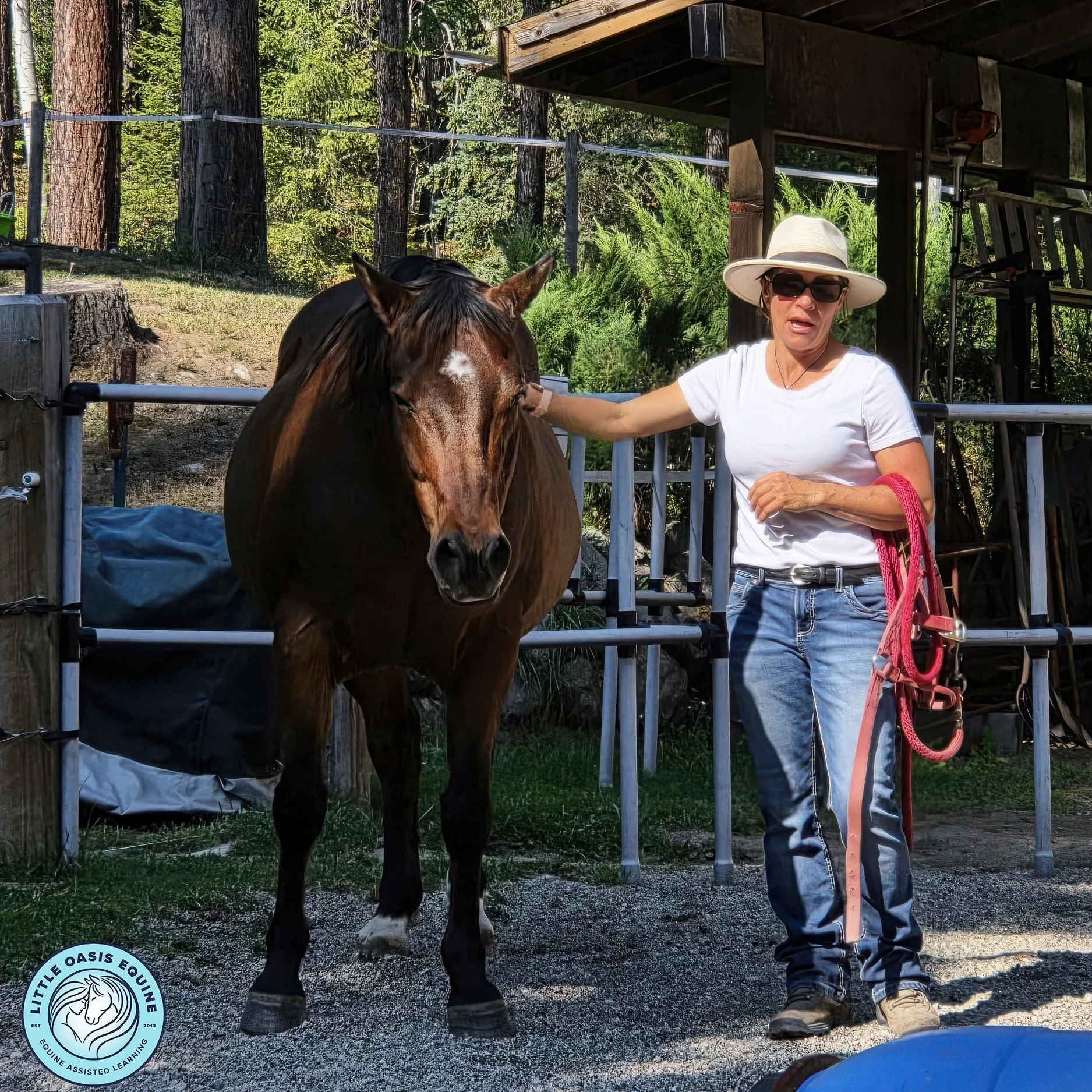 We recently had the privildge of a wonderful staff development day (horsemanship refresh) with the lovely and skilled @adivamurphy 
Thank you so much!  We're all a little better in our communication with the EAL Equine Team 🐴🐴

And also a shout out