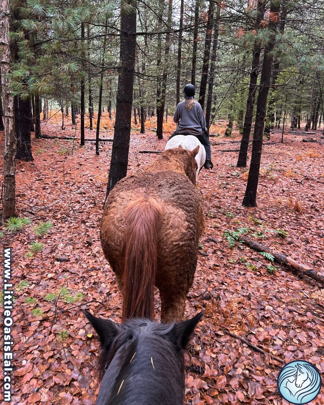 Even in the off-season, connection continues. 🍂🐴

Quiet trail rides like this one are part of how we support the well-being of our horses &mdash; time to move, reset, and simply be.

Time off matters. So does gentle structure and familiar rhythm. W