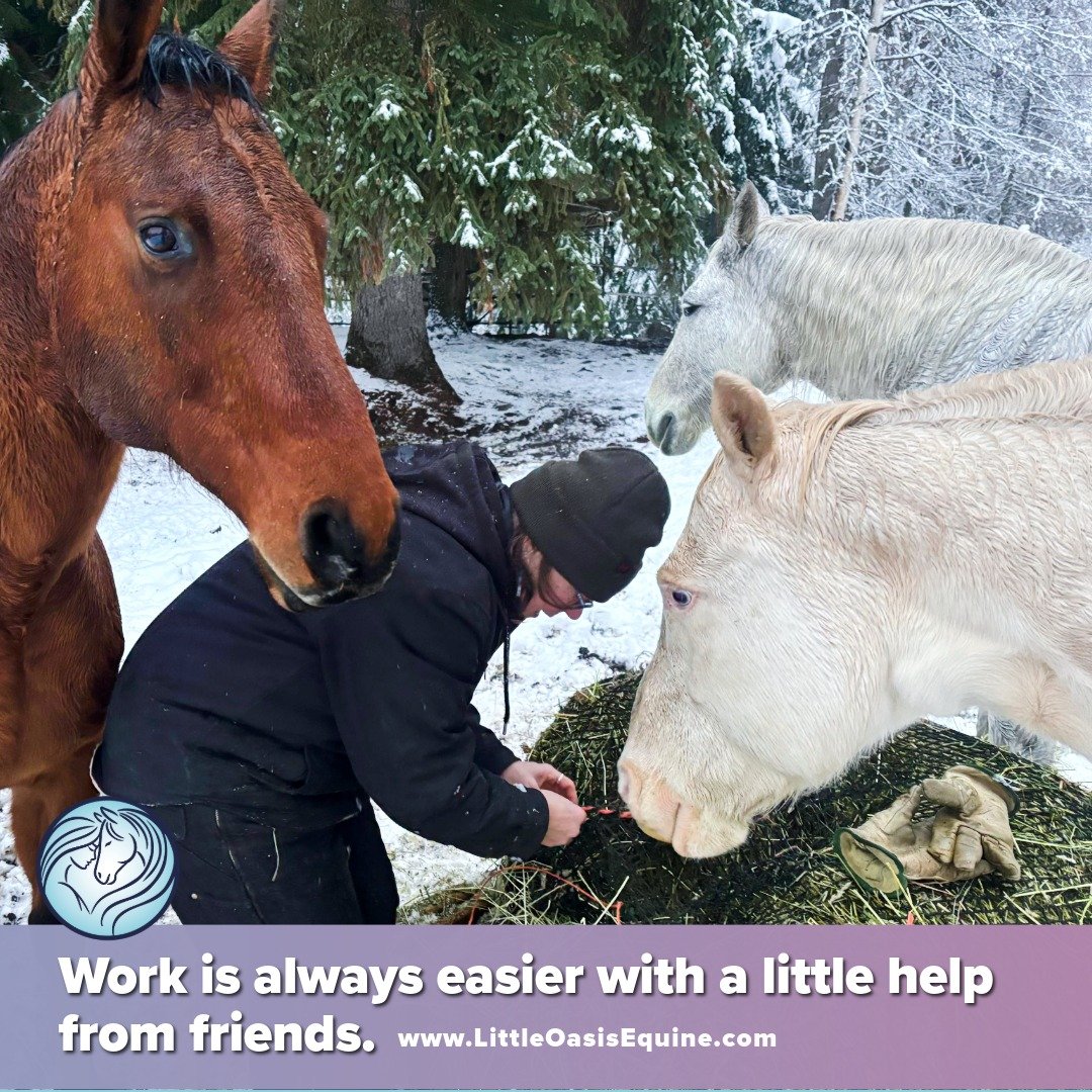 Q, Bl&uuml; and Stiletto (from left to right) making sure I tie their hay net just right! Nice work if you can find it 😅🐴 plus if your hands get cold there's furry beasts near by to warm them 🔥

#LittleOasisEAL #EquineAssistedLearning #HayNetHelpe