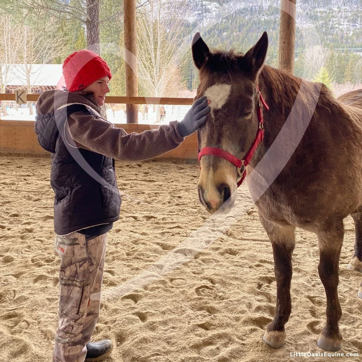 A special moment with Lea and Teddy from Spring 2025 🐴😍😍😍

#EquineAssistedLearning #HorseWisdom #HealingWithHorses #ConnectionNotCorrection
#HorseTherapy #EALSession #YouthEmpowerment #WinterWithHorses #HerdConnection
#MindfulnessWithHorses #Litt