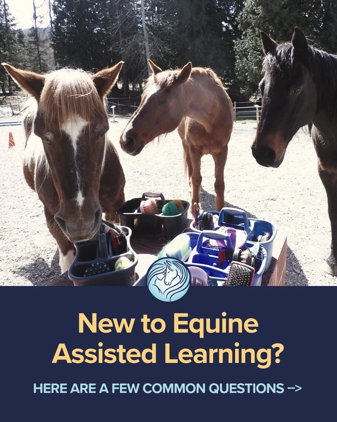 Curious about Equine Assisted Learning? 🐴

We&rsquo;ve added a Frequently Asked Questions page to the Little Oasis website to help answer some of the most common questions we receive.

Is this a riding program?
Do I need horse experience?
Is Equine 