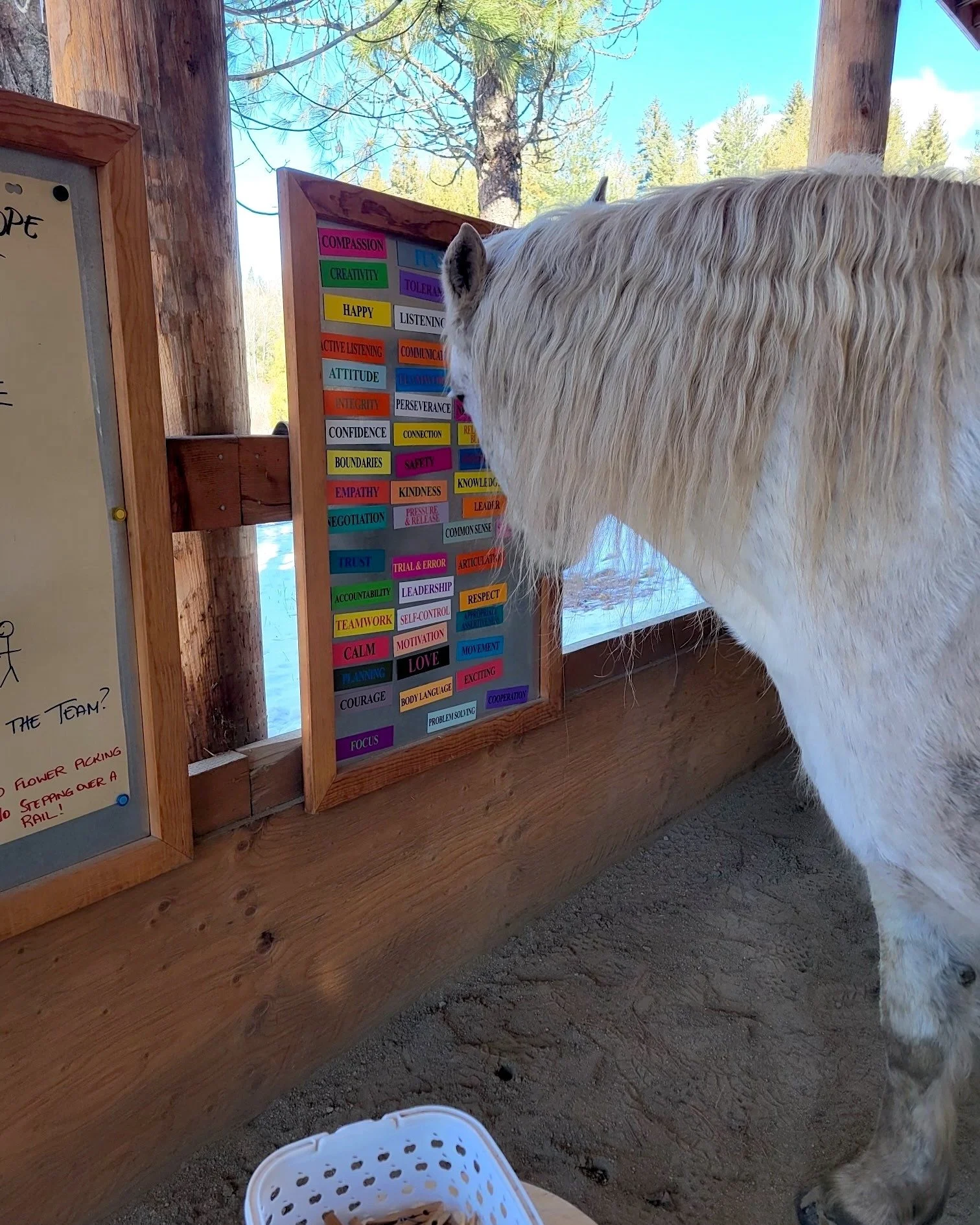 Stiletto pointing  out that 'common sense' is needed 😅🐴 This girl knows her Equine Assisted Learning vocabulary! 

#LittleOasisEAL #FlashbackThursday #EquineAssistedLearning #LearningWithHorses #HorseWisdom #YouthPrograms #TrailBC #RosslandBC #Frui