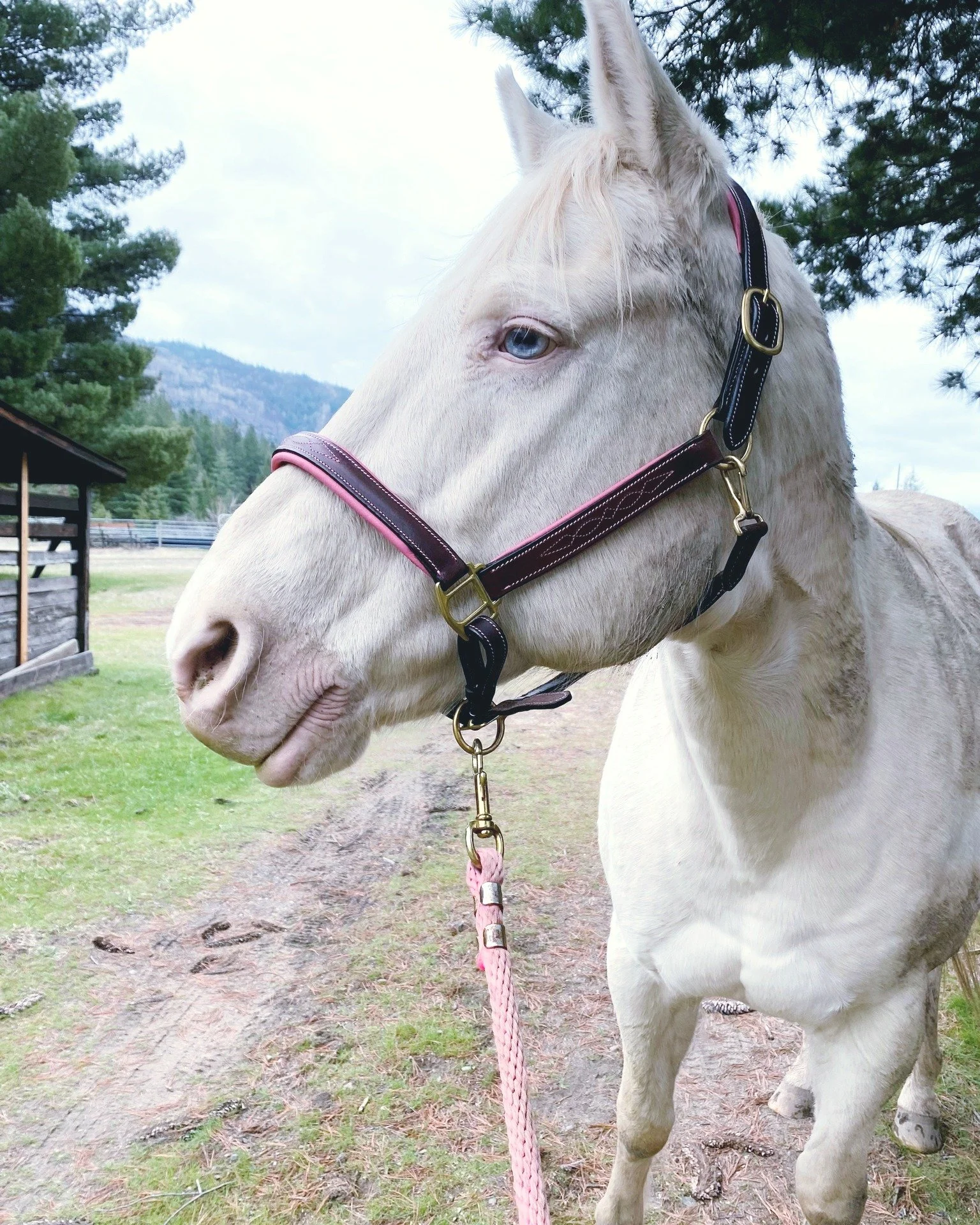 This is Bl&uuml; - one of our specialal Equine Assisted Learning teachers. 

This pink unicorn is truly one of a kind. She doesn&rsquo;t do anything slowly&mdash;unless she chooses to. Bl&uuml; is incredibly sensitive, kind, and an overall sweetheart