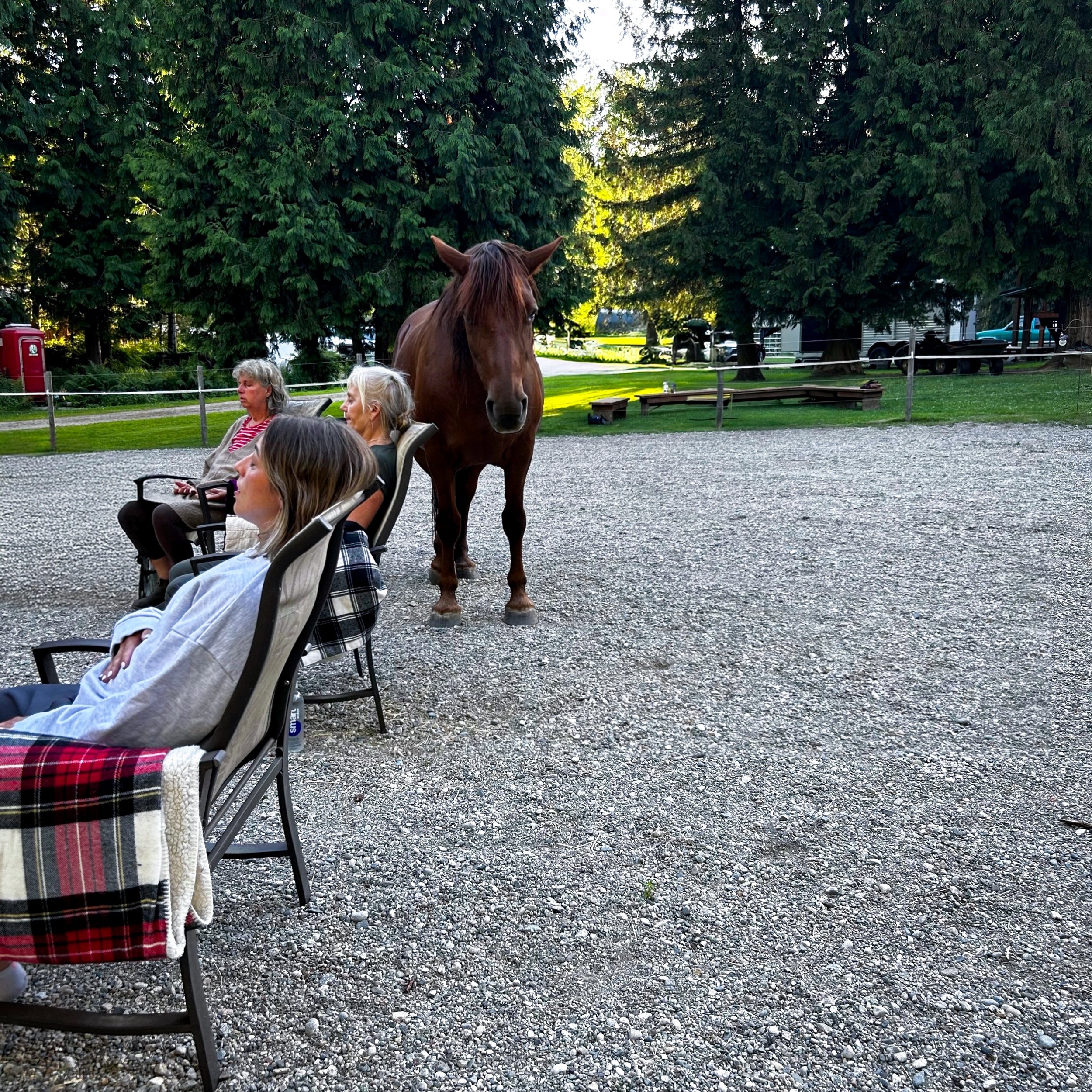 ✨ Last Friday's Wild Calm was a beautiful evening of slowing down, breathing deeply, and finding a little more calm through the presence of the herd.

A heartfelt thank you to everyone who joined us. We loved sharing this experience with you, and we'
