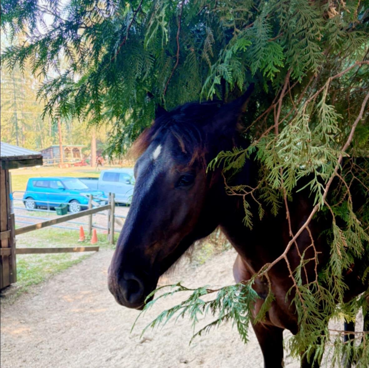 Our young colt Monty hiding in the trees. Peekaboo. #peekaboo #trees